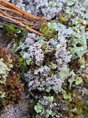 Stereocaulon paschale