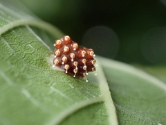 Epidaus sexspinus