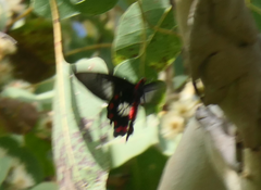 Pachliopta polydorus