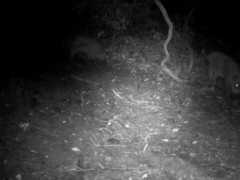 Sus scrofa leucomystax