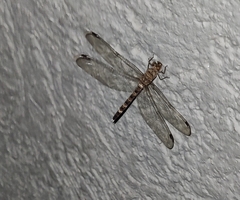 Bradinopyga geminata