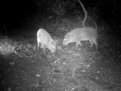 Sus scrofa leucomystax