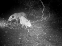 Sus scrofa leucomystax