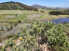 Aspalathus linearifolia