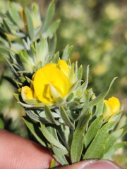 Aspalathus linearifolia