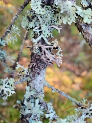 Hypogymnia tubulosa