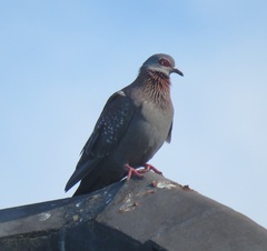 Columba guinea phaeonota