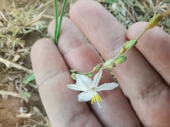 Chlorophytum saundersiae