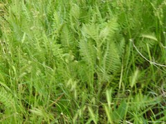 Achillea filipendulina