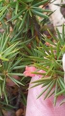 Brachyloma ericoides