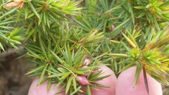 Brachyloma ericoides