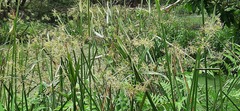 Cyperus malaccensis