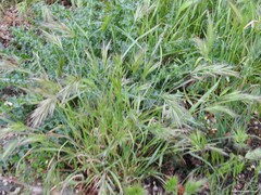 Hordeum murinum leporinum