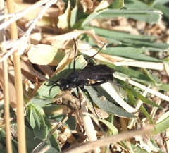 Pompilidae