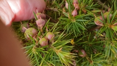 Brachyloma ericoides