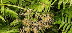 Cyperus malaccensis