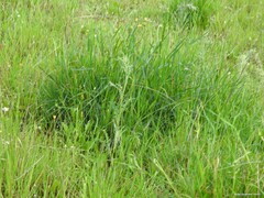 Andryala integrifolia