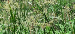 Cyperus malaccensis