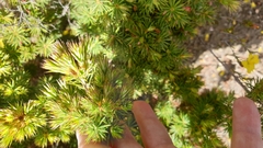 Brachyloma ericoides