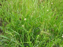 Hordeum murinum leporinum