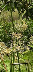 Cyperus malaccensis