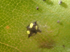 Theridula