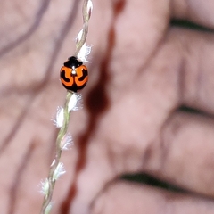 Coccinella transversalis