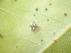 Theridula