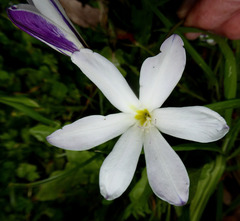 Sparaxis grandiflora