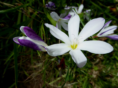 Sparaxis grandiflora