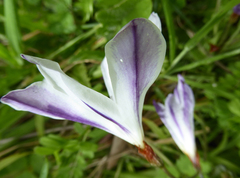 Sparaxis grandiflora