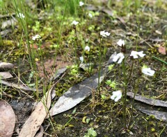 Stylidium calcaratum