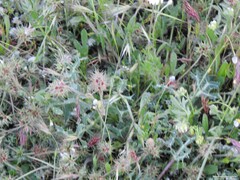 Trifolium stellatum