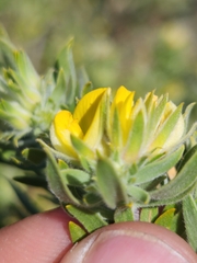 Aspalathus linearifolia