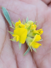 Aspalathus linearifolia