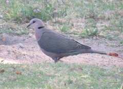 Streptopelia semitorquata