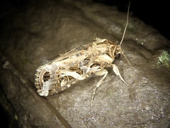 Spodoptera litura