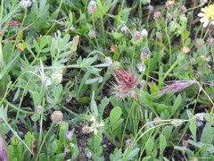 Plantago lagopus