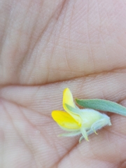 Aspalathus linearifolia