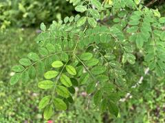 Indigofera cassioides