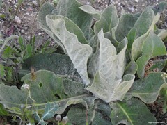 Verbascum pulverulentum