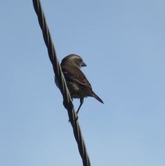 Passer melanurus melanurus
