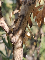 Aspalathus linearifolia
