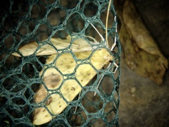 Botyodes principalis