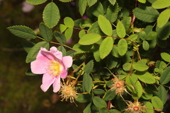 Rosa spinosissima
