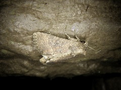 Condica illecta