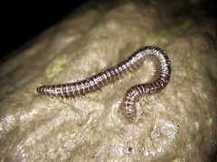 Japanioiulus lobatus