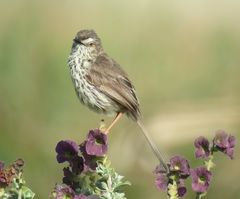 Prinia maculosa maculosa