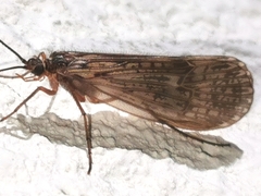 Halesus