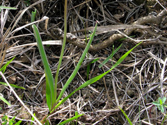 Tulipa sylvestris